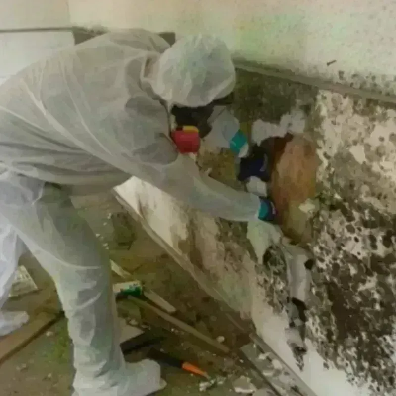 Mold Remediation and Removal in Barry County, MI